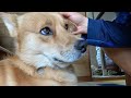 撫でるのやめると自ら撫でられにくる犬