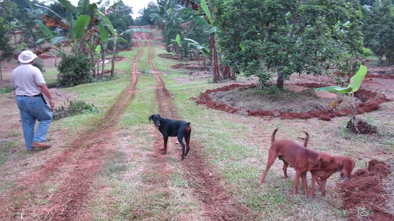 JUNTAK -- How we properly fertilize our AVOCADO Trees at JUNTAK AVOCADOS Farm. (March 15, 2020)