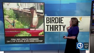 BIRDIE THIRTY: "Female Ruby-Throated Hummingbird dips into feeder" - EWN at 5:30am on 5-23-2026