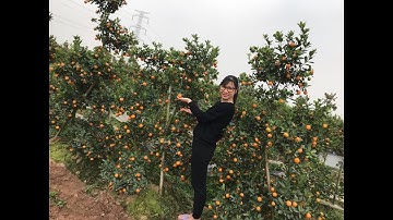 Vườn quất thế 120k tại văn giang Hưng yên vựa quất lớn nhất Việt Nam