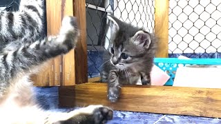 The kitten strongest if in the cage...