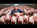 How Farmers Raise Pigs and Process Chinese Jinhua Ham