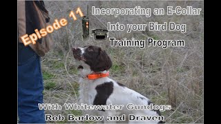 Ep 11 E Collar with 10 Month Old Springer Spaniel Draven  Final Flyer  Graduation with Rob Recap