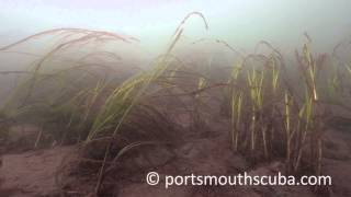 Harts Cove, Diving In Newcastle New Hampshire