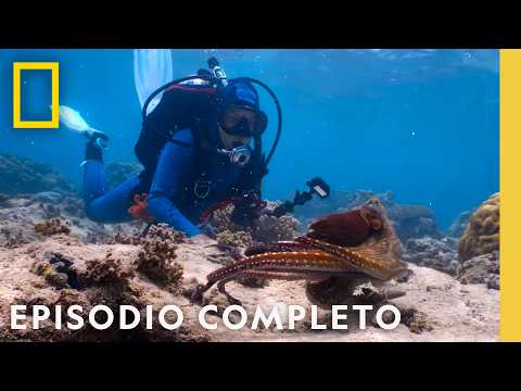 Maestros de la Mímica: El Superpoder de los Pulpos | Los Secretos de los Pulpos | Nat Geo en Español