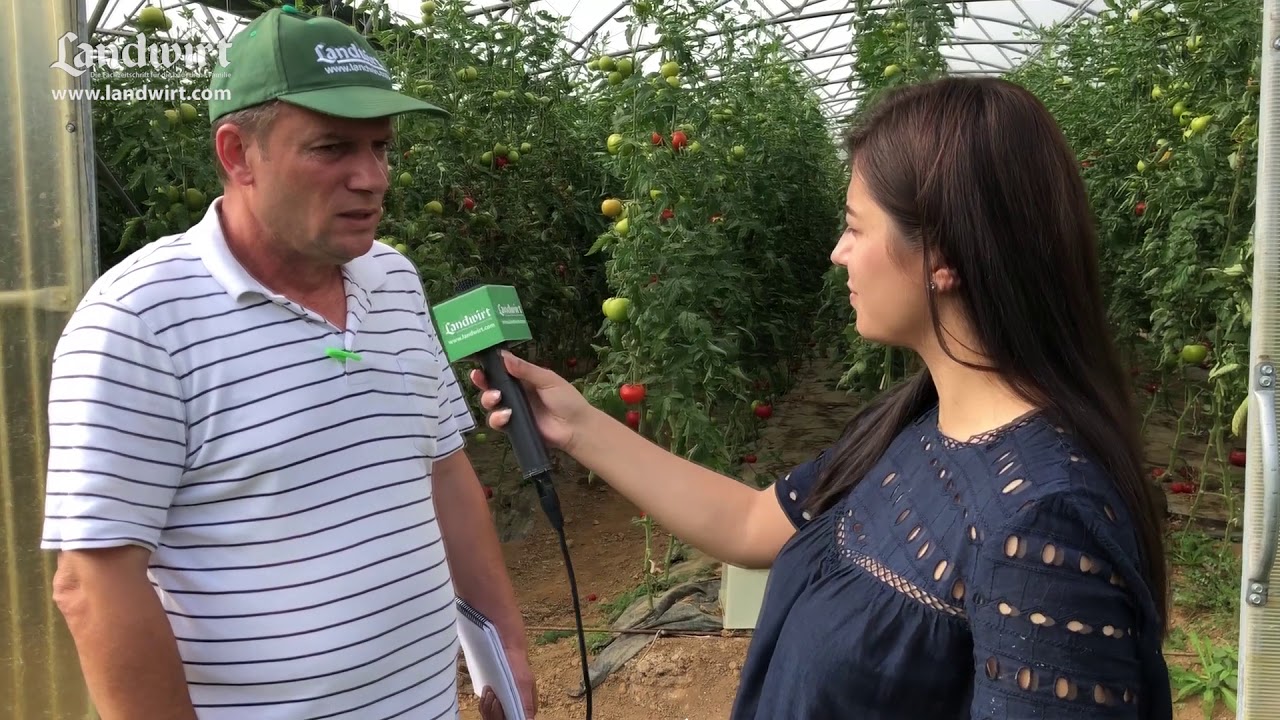 TENJA E DOMATËS – TUTA ABSOLUTA