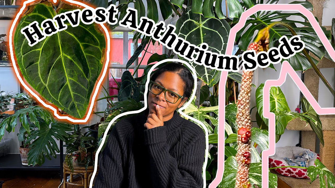 How to Harvest Anthurium and Grow Anthurium From Seed
