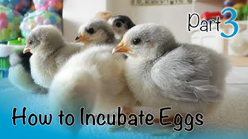How to Incubate and Hatch Eggs | Part 3 of 3 | Hatch Day and Caring for Chicks