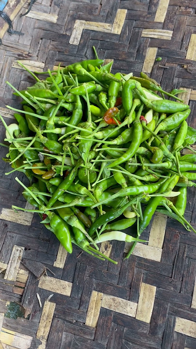 Chili Padi #gardening