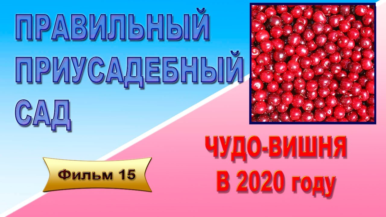 Правильный приусадебный сад О плодоношении Чудо вишни