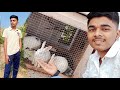 aaj hamne dekhe rabbit 🐇🐇🐇aur ham gaye khet mei paani dene#video #viral#trending  #rabbit #vlog
