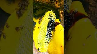 The Darkest Honey Ever Harvested  blackhoney honey shorts