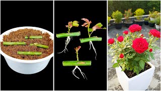 Make your garden red, royal & blossom with roses || Tips & tricks for growing rose plant