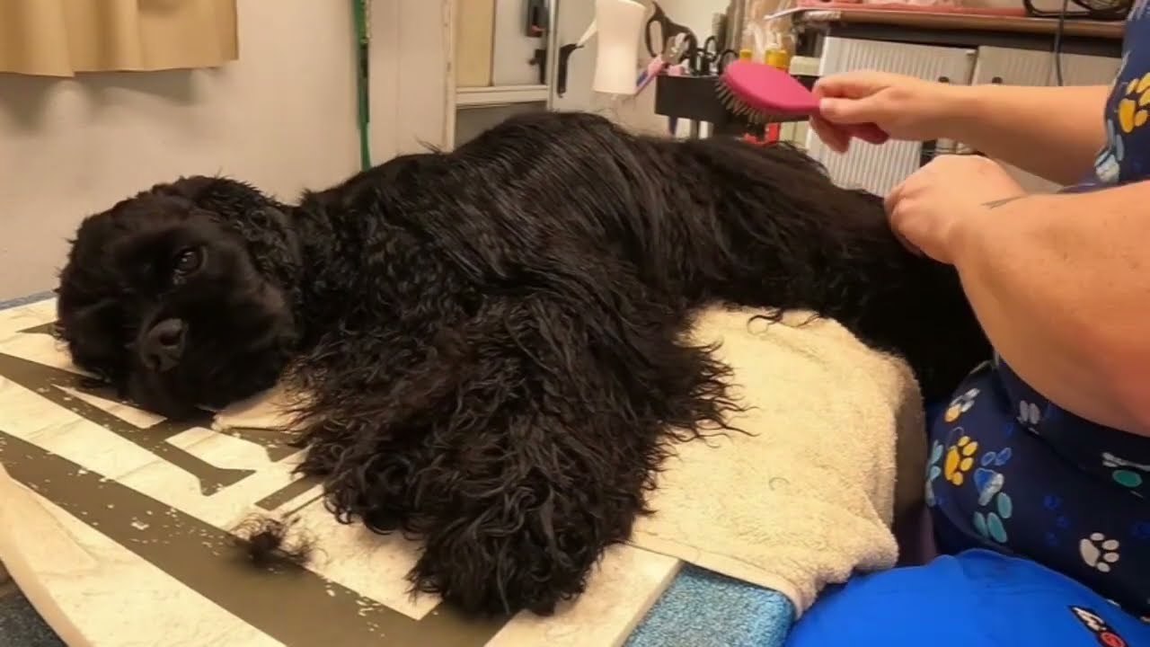 American Cocker -Long hair dog Line Brushing Technique 