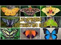 Which one do you think is the most beautiful  130 species of butterfly  moth