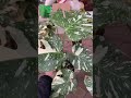 Monstera Thaicons Var Premium #shorts #kiengla #monstera #plants #garden #gardening #var #leaves