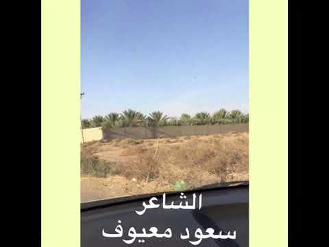 سعودمعيوف الغزال الشمالي