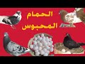 7 نصائح من ذهب لتربية الحمام المحبوس لزم تعمل كده مع الحمام المحبوس لزياده أنتاج البيض والزغاليل 