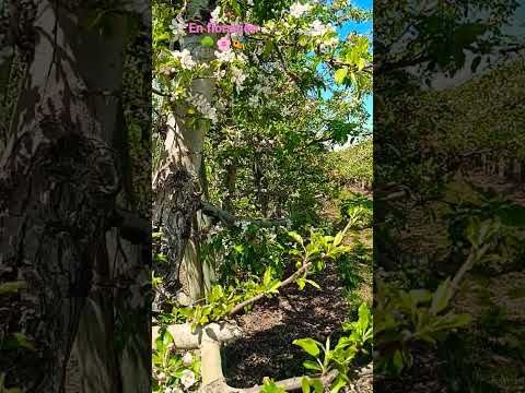 🐝Abejas trabajando muy duro para polinizar🌸 flores de manzana🍎. |#Shorts @MELMORA