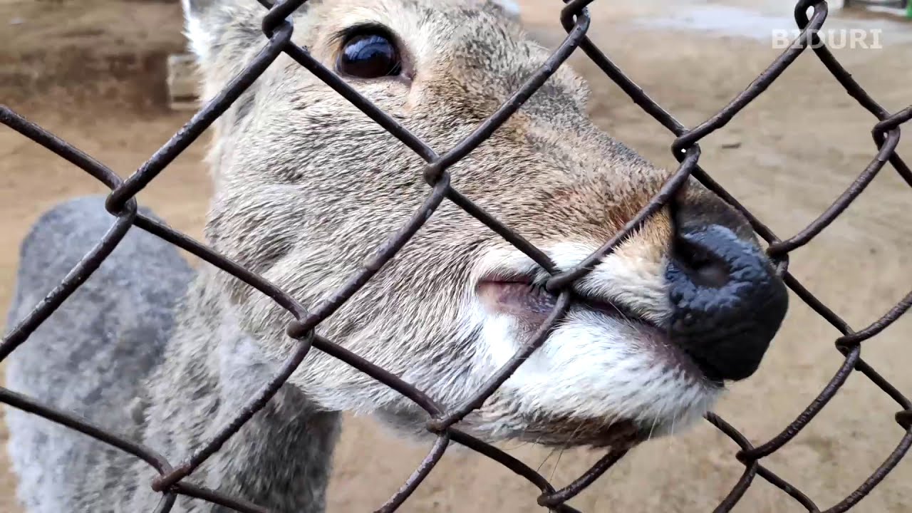 꽃사슴 울음소리 (인천대공원 어린이동물원). Sika deer CRYING SOUND (Incheon Grand Park