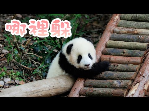 《熊貓早晚安》小可愛藏貓貓 | iPanda熊貓頻道