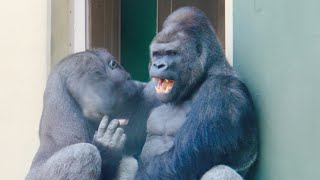 Silverback is full of smiles when his son spoils him.｜Shabani Group