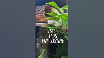 Snake enclosure where our 2,4 meter Moonglow boa imperator lives. Full Bio-active setup #shorts