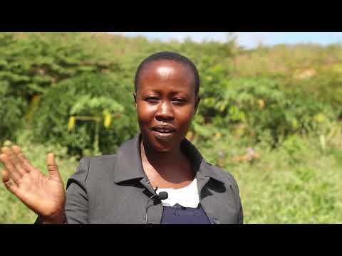 Video: Kupanda Mbegu za Matunda – Jinsi na Wakati wa Kupanda Mbegu za Matunda na Mashimo