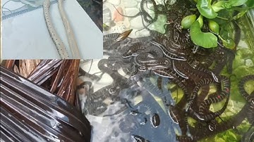 Nuôi rắn ri cá có dễ không.Thị trường đầu ra Như thế nào ??