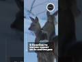 Косули сели на зимнюю диету