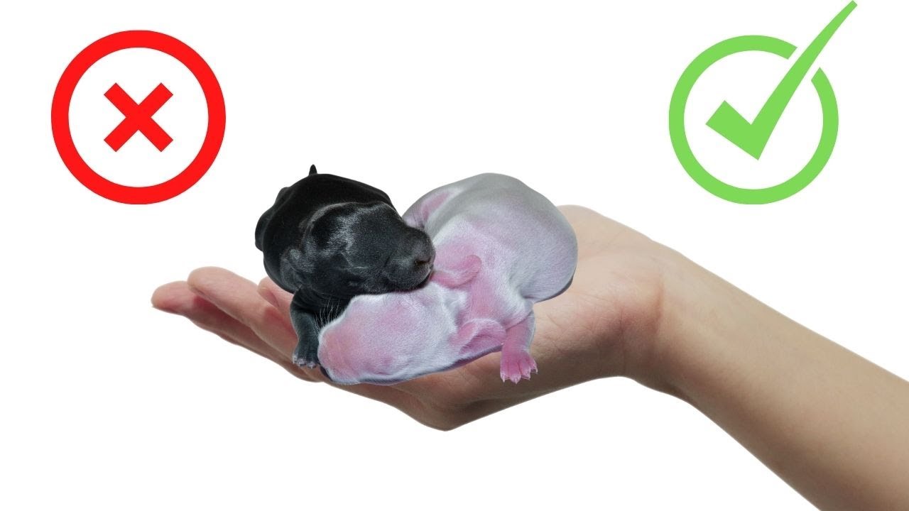 Se Pueden Tocar a Las CRIAS De CONEJO Recién Nacidas? Como Hacerlo CORRECTAMENTE