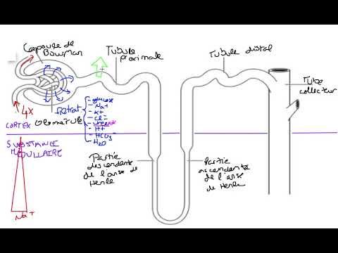 Vidéo: 3 façons d'augmenter le pH de l'urine