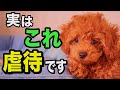 絶対やめて！犬を悲しませる飼い主がやってしまいがちな行動を獣医師が解説します