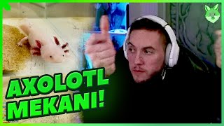 Axolotl Günlüğüne Tepki Axolotl Tartiyoruz Rraenee