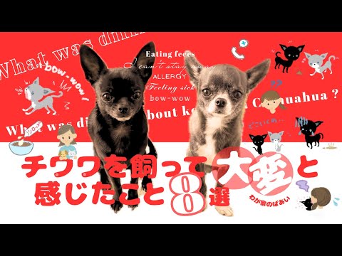 食ふん・おしっこ失敗☆大変と感じるチワワのリアル８選