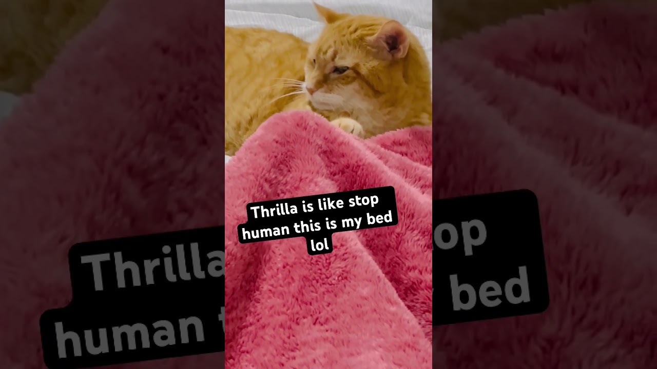 Thrilla says stop human 