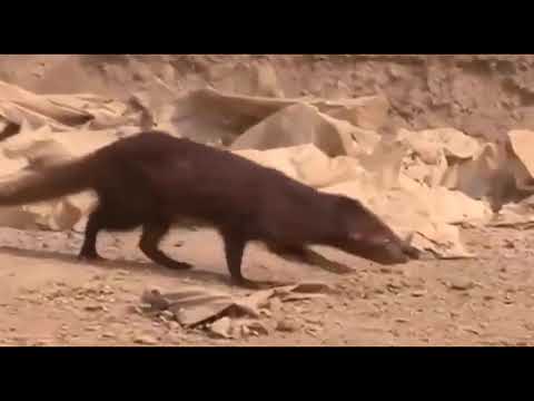 Mongoose V/S King cobra ! Very interesting fight || Who will win watch this fight.