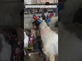 Deonar Bakra Mandi night update day 11 last day of Deonar bakra mandi 🥺🥺#deonarmandi#goat#tarding