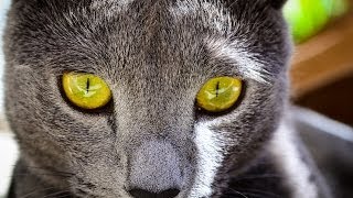 Green Eyed Cats Pics Part 2 | Cats in Pics by Cats in Pics 767 views 10 years ago 3 minutes, 34 seconds