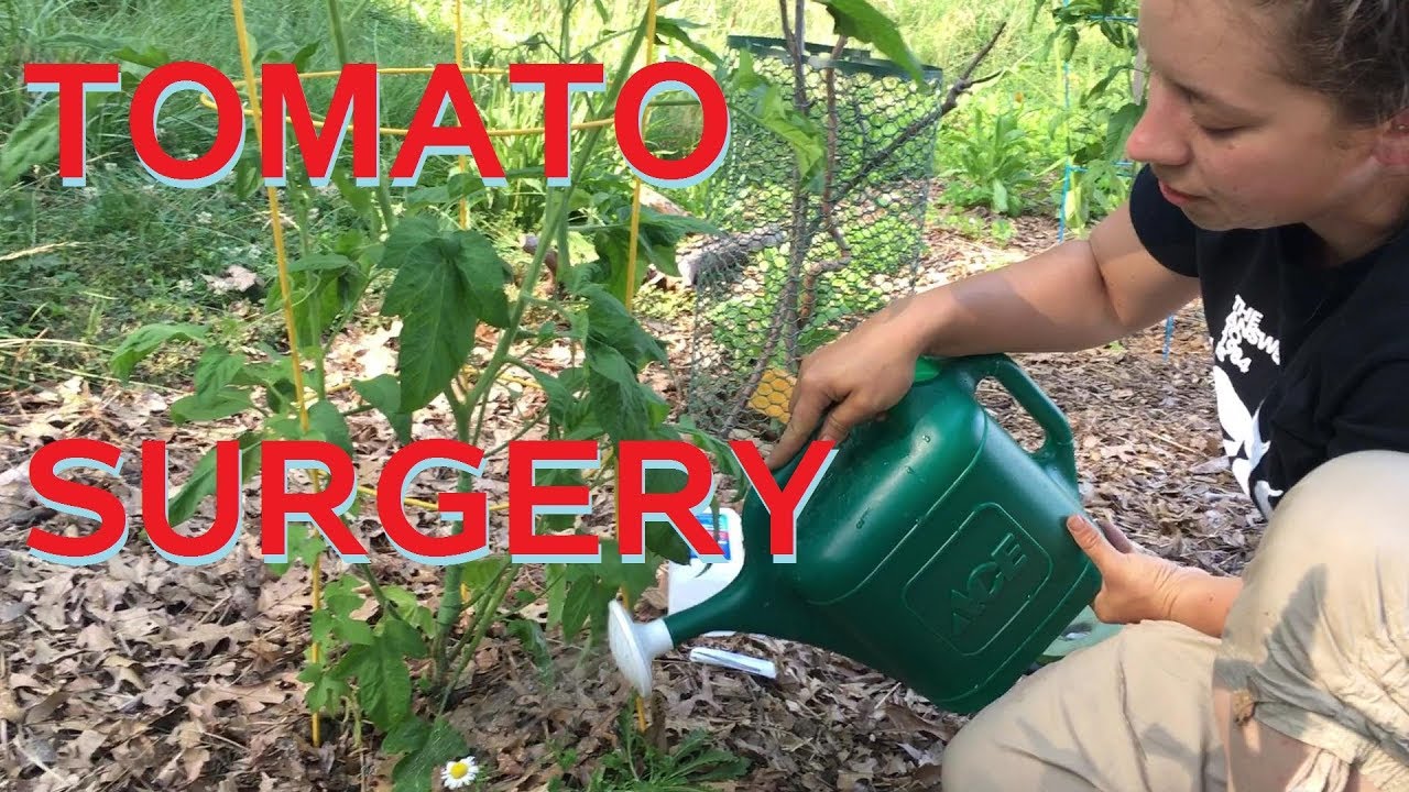 Tomato Stalk Borer Surgery YouTube