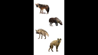 Types Of Hyena | Hyena Species | 4 Hyeana Type #shorts #hyena