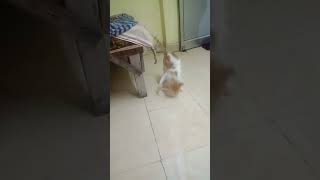 Dekho Hamari Billi kaise khelti hai#cat #catlover #youtubeshorts #shortsviral #777