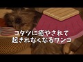 コタツから出れない犬  かわいい猫のカリカリ