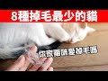 世界上掉毛最少的8種貓，看看有你家貓咪嗎？【初識貓咪EP29】