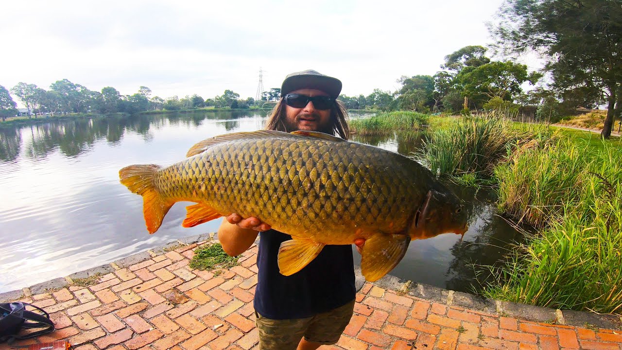 MONSTER FISH DISCOVERED HIDDEN in MELBOURN'S URBAN DRAINAGE SYSTEM!