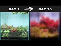 My first ever no water changes aquascape heres what happened