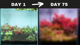 My First Ever “NO WATER CHANGES” Aquascape! Here’s What Happened by MJ Aquascaping 30,089 views 3 weeks ago 17 minutes