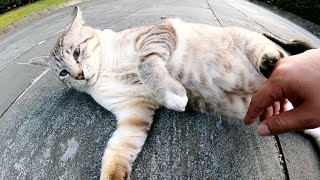 夕方になると道端に出てきてゴロゴロするシャム猫とキジトラ猫の軍団