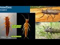 Macroinvertebrate Identification