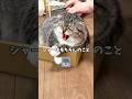 不思議な夢とりっちゃんたちのLINE絵文字第1弾販売開始のお知らせ🐱🐱🐱 #猫